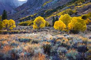 Aspens along June Lake road-0500